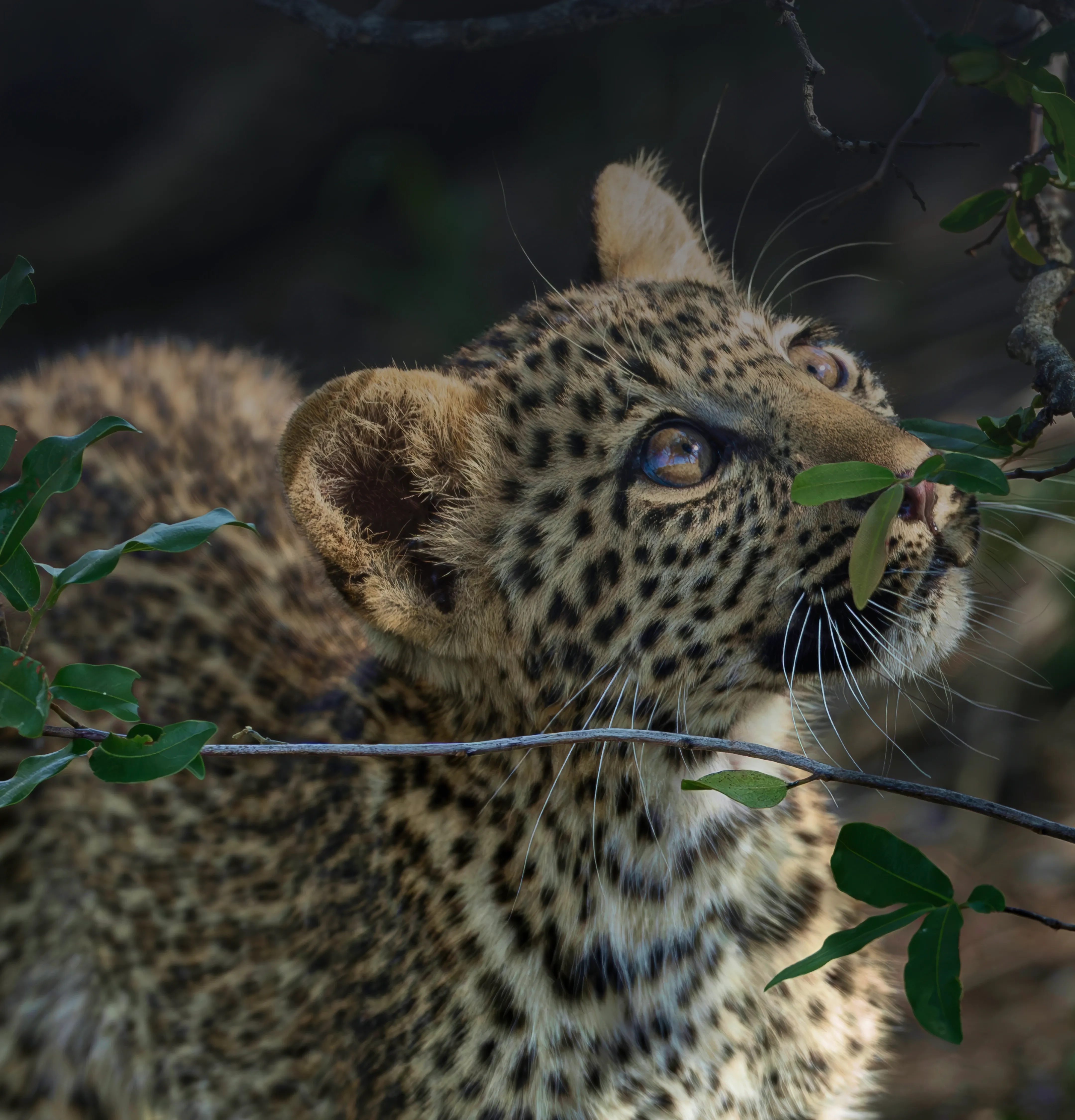 jock safari lodge