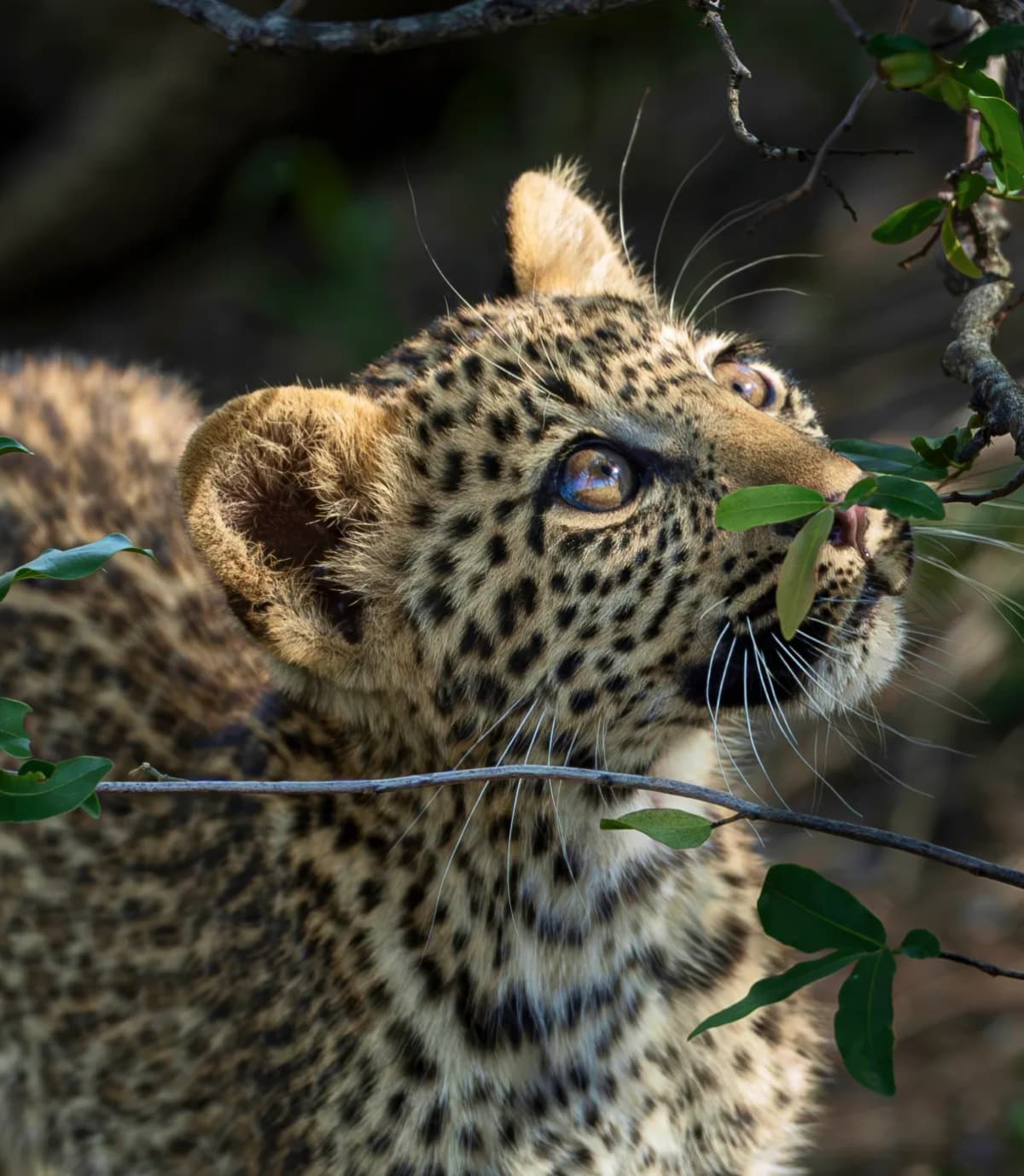 jock safari lodge