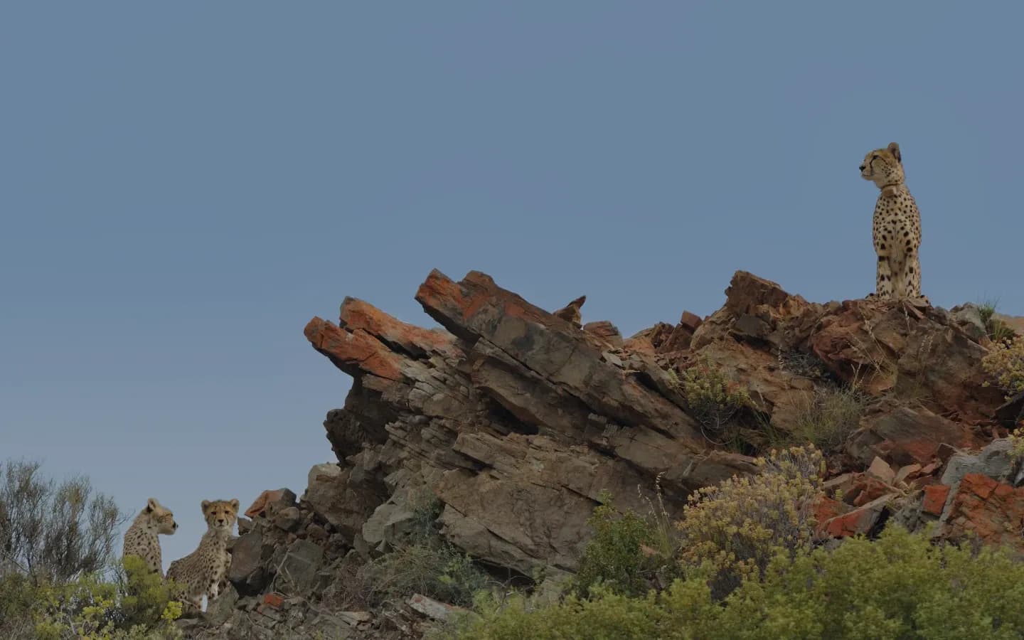 sanbona wildlife reserve