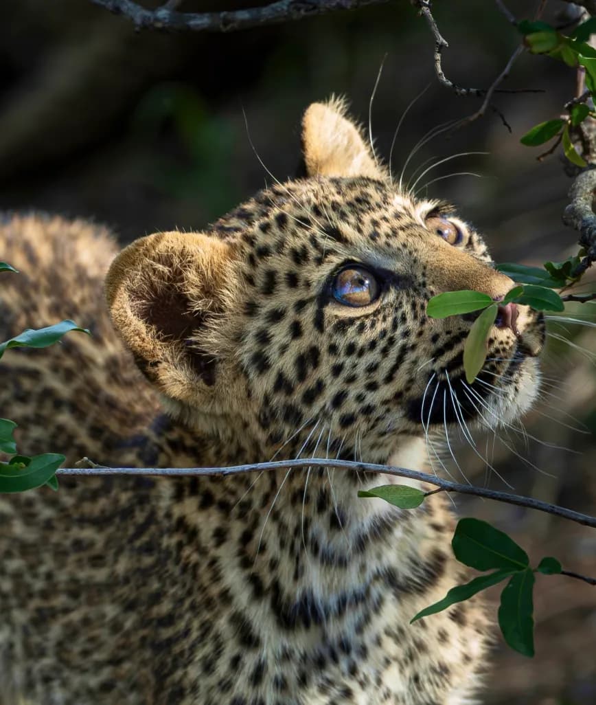 jock safari lodge