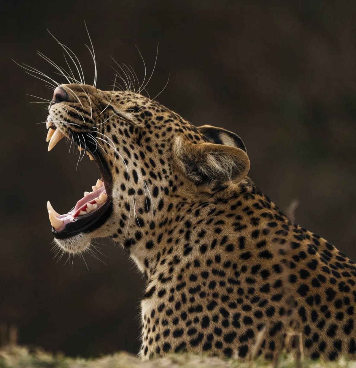 time + tide leopard